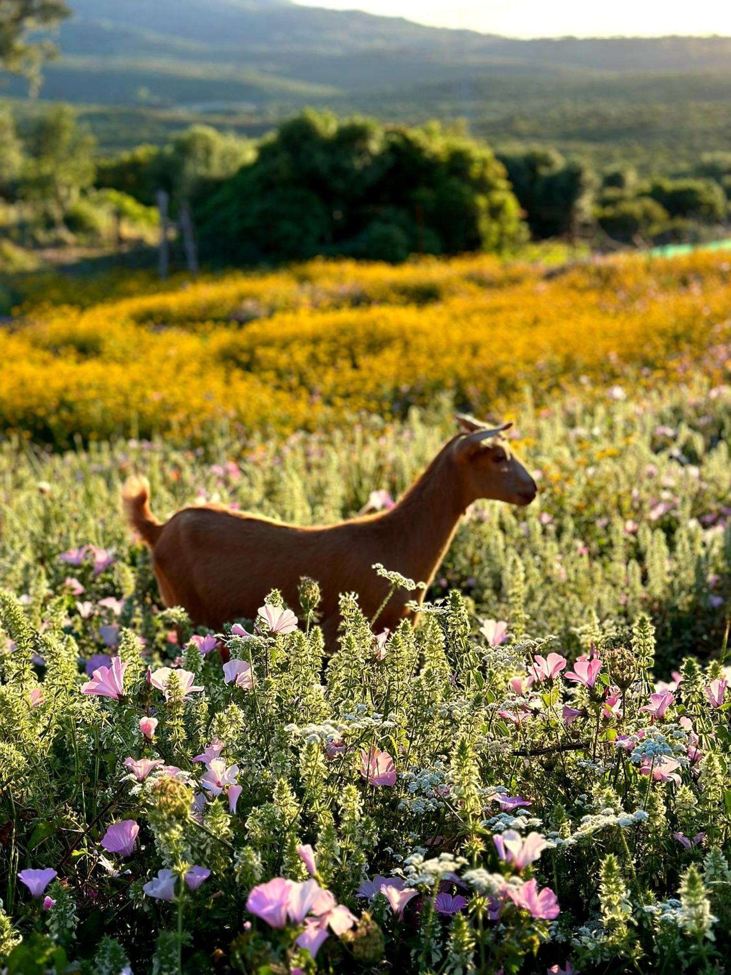 Villa Complejo Rural Del Molino Dorado Facinas Esterno foto